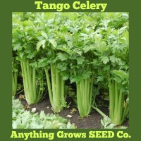 Celery - Tango- Organic